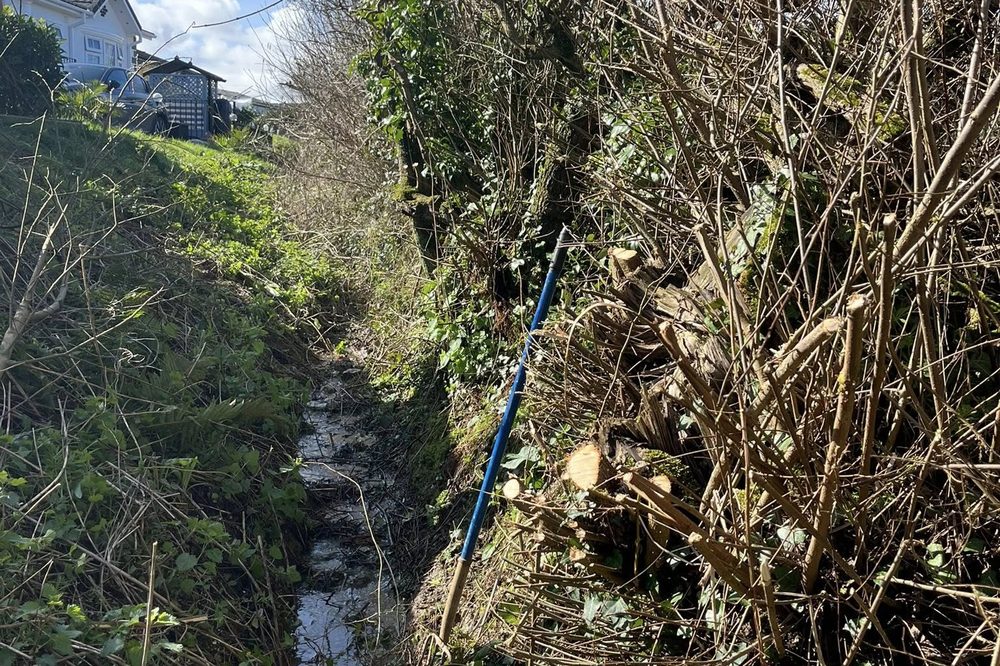 Before: drainage ditch overgrown with brambles, sky visible above